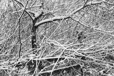 Twigs making shapes in the snow, Tim Lamerton Photography, Tim Lamerton
