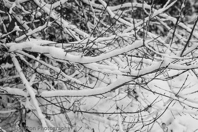 Twigs in the snow, Tim Lamerton Photography, Tim Lamerton