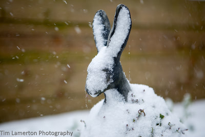 Frozen Hare statue in the snow, 
