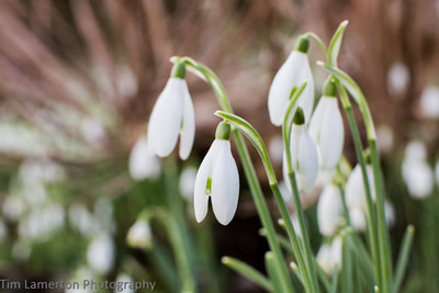 Snowdrops by Tim Lamerton Photography
