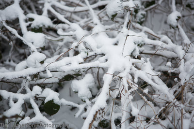 Shapes in the snow, Tim Lamerton Photography, Tim Lamerton