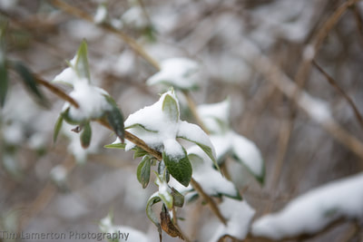 Snow covered Budlia, Tim Lamerton Photography, Tim Lamerton