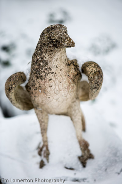 Frozen eagle stute, in the snow, Tim Lamerton Photography, Tim Lamerton