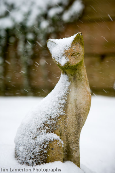 Frozen cat sculpture in the snow, Tim Lamerton Photography, Tim Lamerton