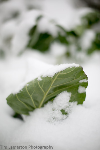 Cabbage Leaf in the snow, Tim Lamerton Photography, Tim Lamerton