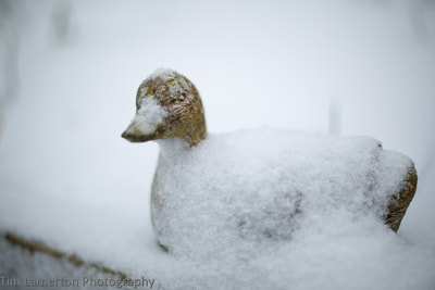 Frozen duck statue, Tim Lamerton Photography, Tim Lamerton